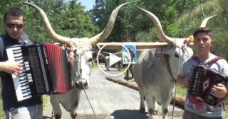 Tarantella alla festa di S.Antonio a Laino Borgo