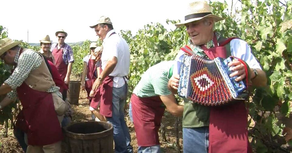 La Vendemmia ad Orvieto - Organetto - Umbria